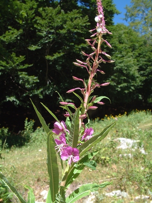 Chamaenerion angustifolium (ex Epilobium angustifolium) / Garofanino maggiore